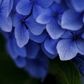 蒼い香り blue-notes 15