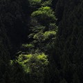 Photos: 新緑の山間