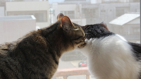 ちゅ