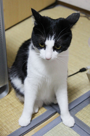 におうだち