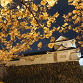 Photos: 岸和田城の夜桜2017-2