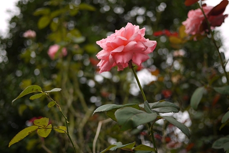 ISO100_F1.7_SS2000_EV-0.3_WB-Cloud