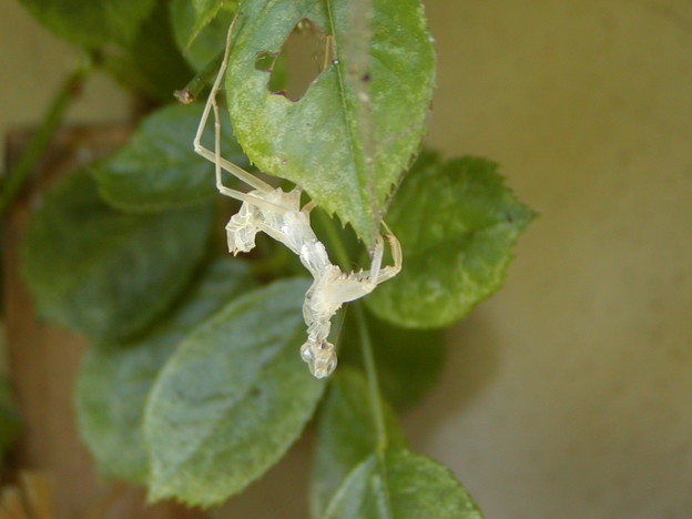 カマキリの抜け殻1 写真共有サイト フォト蔵