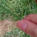 エノコログサ畑へ放す。（チャバネセセリ）