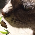今年も虫に会えますように。