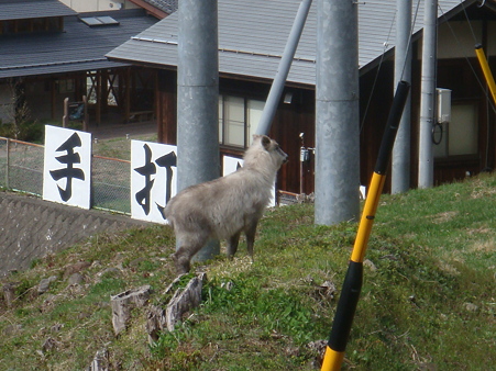天然記念物　日本カモシカ