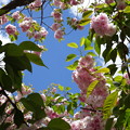 鹽竈桜と青い空