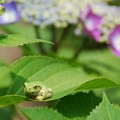 山神社の蛙と紫陽花