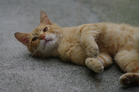 IWTǂƂĂ{N`