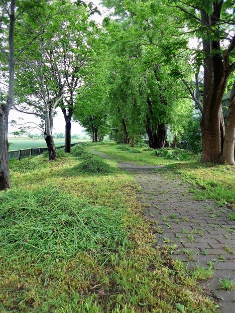 散歩道