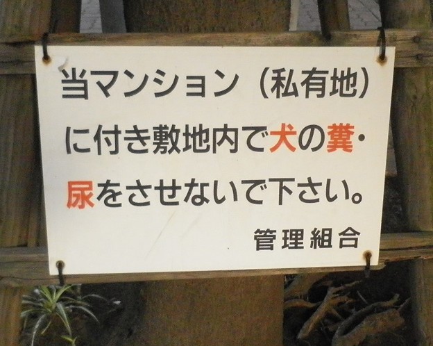 犬糞～横浜市
