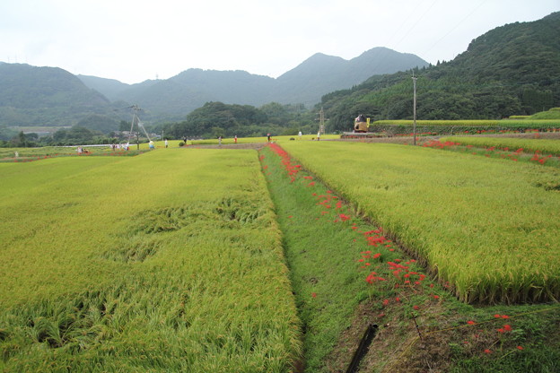 あいにくの曇り空だが彼岸花は満開