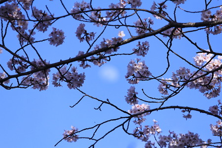 桜と月