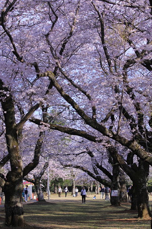 桜