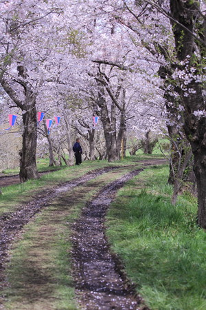 桜