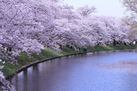 桜