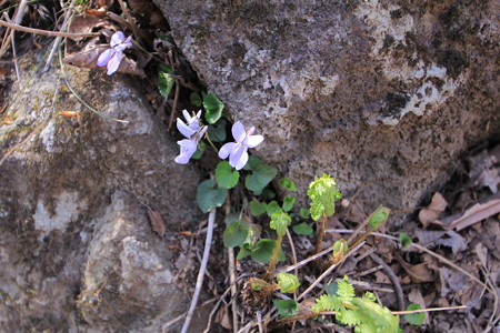綺麗な花だ