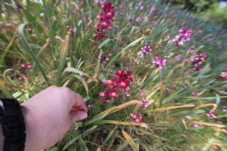 謎の花