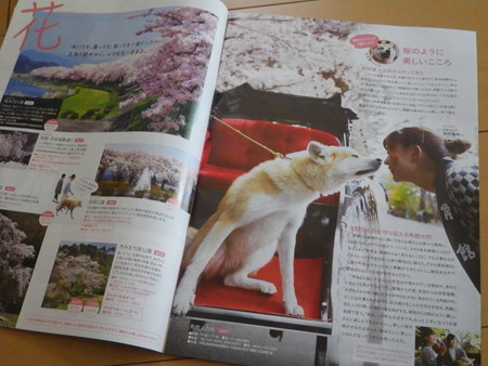 人力車で観光 秋田犬