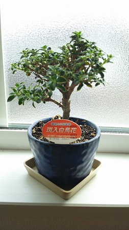ミニ盆栽 斑入白鳥花
