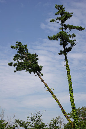 IMGP8873