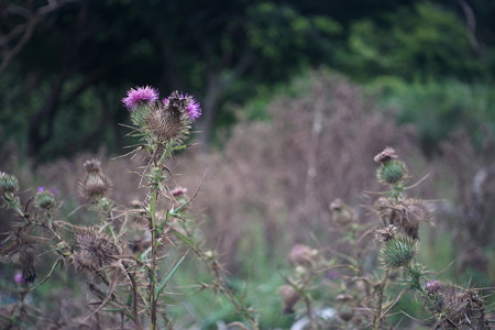 DSC03808