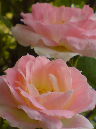 Tutu Optima