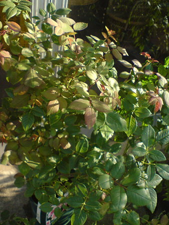 Janet (Austin, 2003) (ER)
