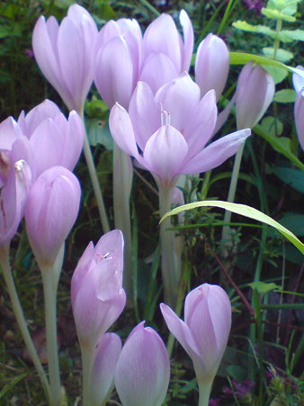 Saffron