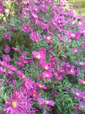 Michaelmas Daisy