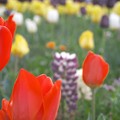 Photos: チューリップ花壇