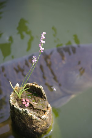 IMGP8586
