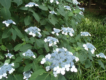 P6092720