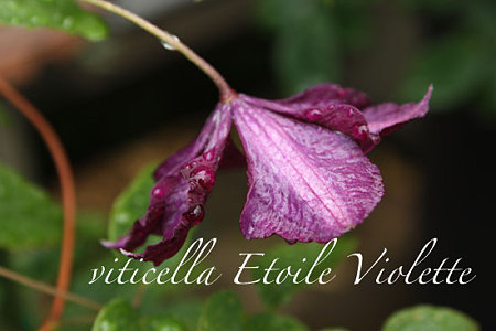 viticella Etoile Violette3