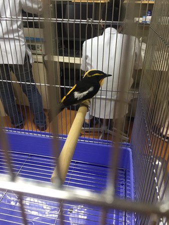 キビタキ成鳥雄 保護