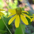 Photos: Yellow Coneflowers in the Shade 12-3-17