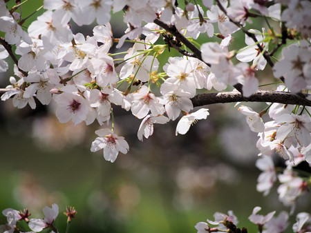 よく晴れた散歩道の桜