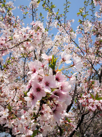 よく晴れた散歩道の桜