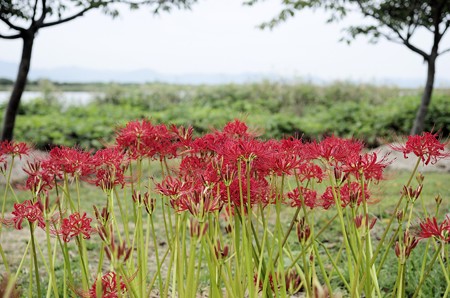 「児島湖花回廊」のヒガンバナ