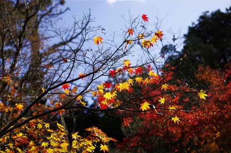 井山宝福寺の紅葉