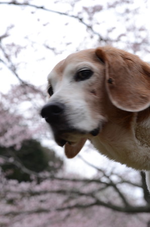 ボケボケじゃん、僕もぼけてるよ!