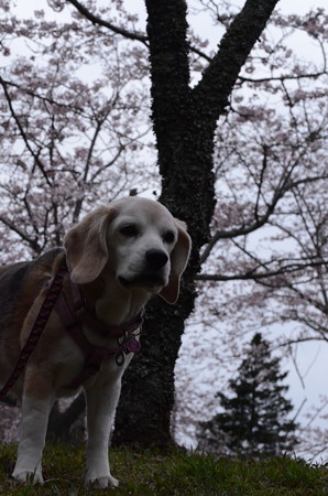 あら、あたちだって下手な桜でもプリティに見えまちゅでちょ