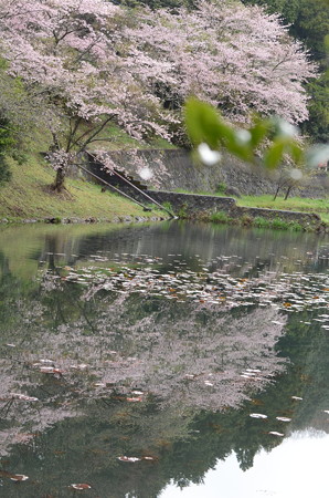 池に映る桜を撮ってみる!