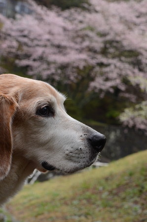 マリン15歳、来年も桜と一緒に撮れるかな?と感慨深くなった