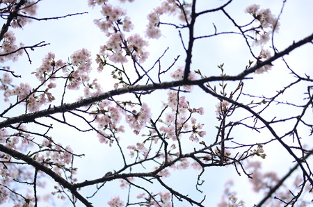 今日も桜撮影めっちゃ楽しかったー!