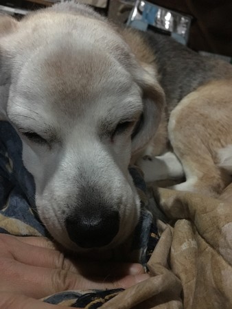 ネンネコうみちゃん