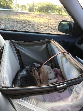 車ではいつも寝てます