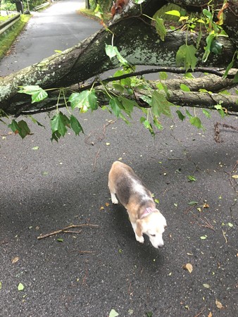 犬は通過(なぜうみちゃんハーネスないんだ?)
