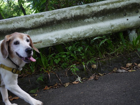 なんちゃって流し撮りのイケメンマリン、いい顔だな