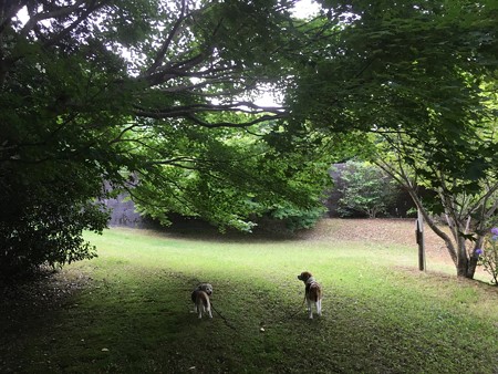 森の公園にて、光が幻想的で綺麗だったよ(生で見るとね)